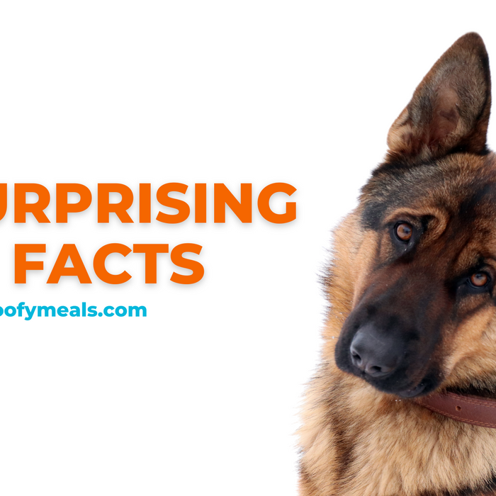 12 Surprising Dog Facts