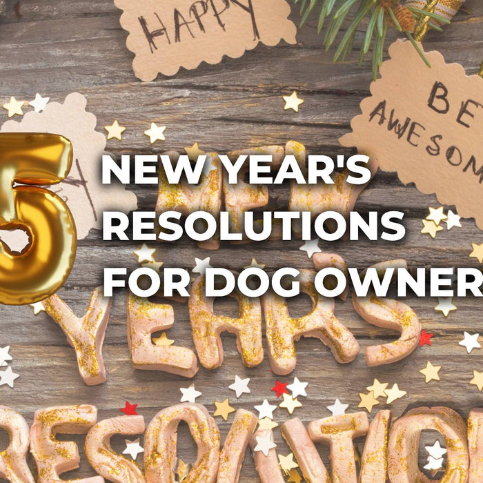 5-new-years-resolutions-for-dog-owners