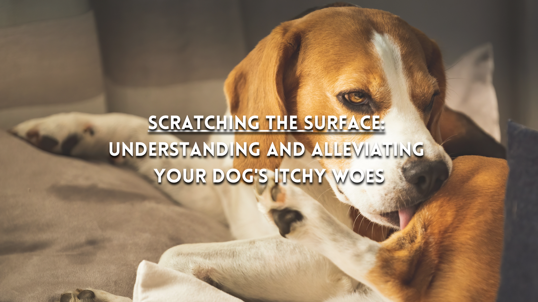 Scratching the Surface: Understanding and Alleviating Your Dog's Itchy Woes