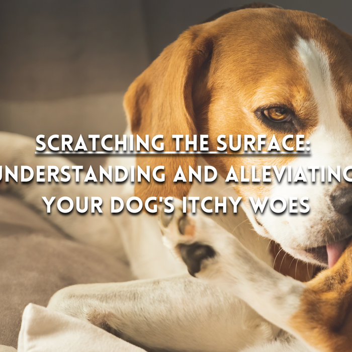 Scratching the Surface: Understanding and Alleviating Your Dog's Itchy Woes