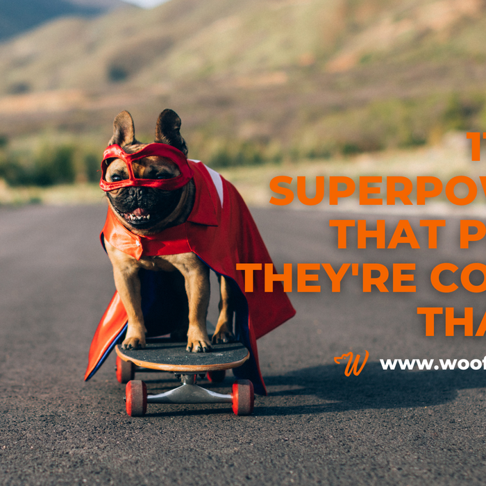 11 Dog Superpowers That Prove They're Cooler Than Us
