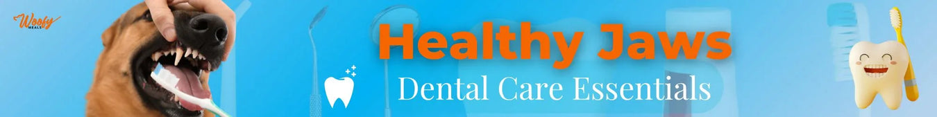 Healthy Jaws: Dental Care Essentials