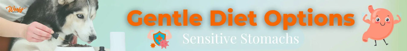 Sensitive Stomachs: Gentle Diet Options