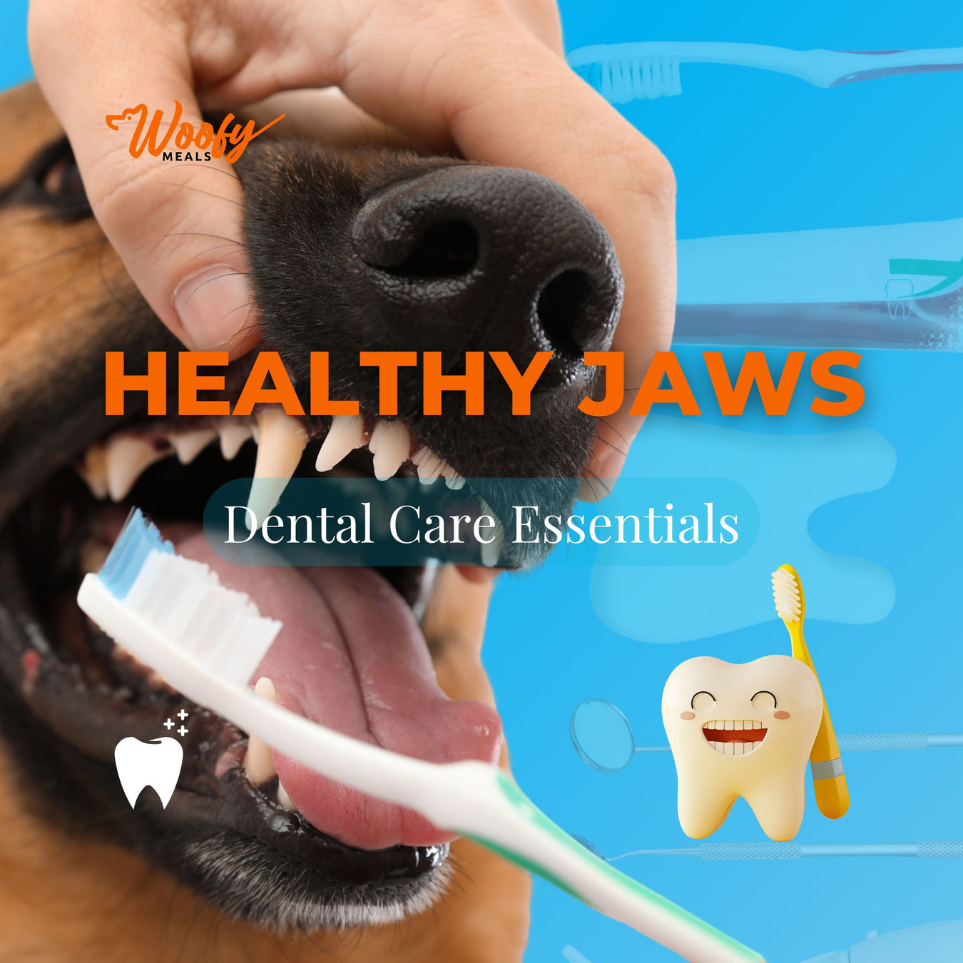 Healthy Jaws: Dental Care Essentials