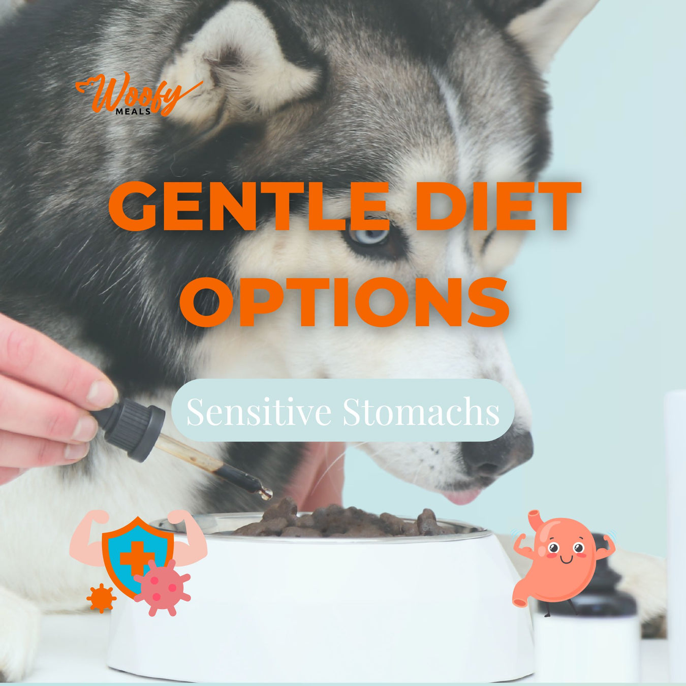 Sensitive Stomachs: Gentle Diet Options